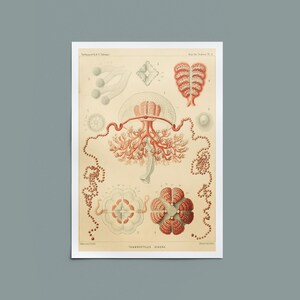 Vintage Jellyfish Print I - Antique Marine Biology Art - Modern Eclectic Ocean Decor