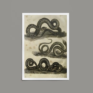 Vintage Snake Print | Antique Serpent Wall Art for Modern Eclectic Home Decor