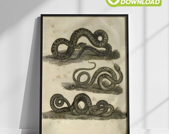 Vintage Snake Print, Instant Digital Download Antique Serpent Wall Art, Printable Modern Eclectic Home Decor