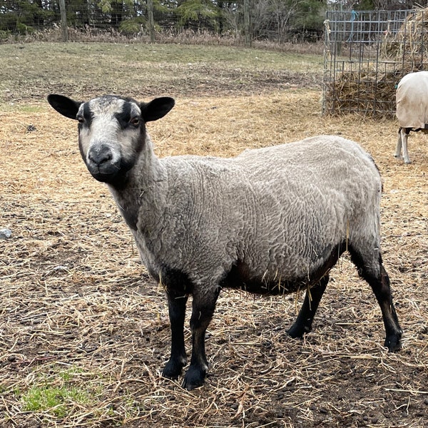 Shetland Wool/Fleece - Raw Wool - Gray Katmoget