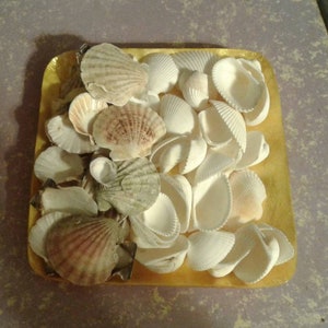 250 Florida Seashells: Assorted Real Sea Shell Collection