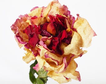 ICHIRIN (dried flower/Red ver.)