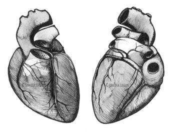 Flora & Fauna - Anatomical Heart