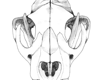 Flora & Fauna - Cougar Skull