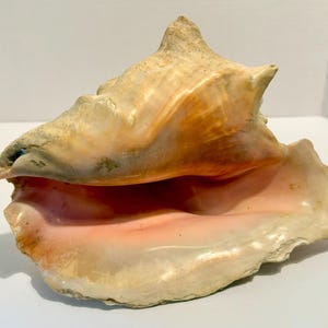 May include: A large conch shell with a natural, textured surface. The shell features a mix of beige, peach, and pink hues. The opening reveals a smooth, pink interior. The shell's shape is spiraled and has a prominent, pointed apex.