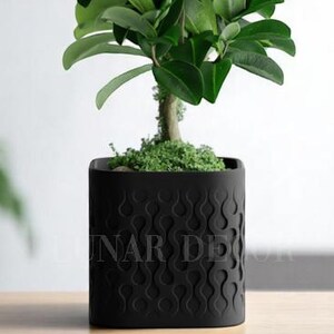 May include: A small green plant with dark green leaves in a black square planter with a decorative pattern. The planter has the text "LINAR DESIGN" on the front.