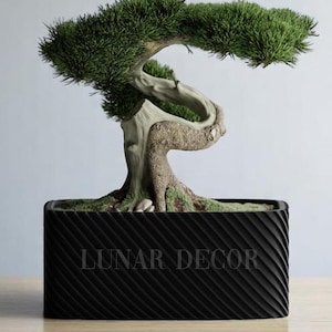 May include: A bonsai tree with green foliage and a twisted trunk sits in a black rectangular planter. The planter has a textured, diagonal stripe design and the text "LUNAR DECOR" is visible on the front.