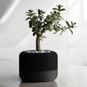 May include: A black, cylindrical planter with a textured, grid-like pattern. A small, green jade plant is growing inside the planter.