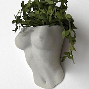 olivenbaum 2 m Mediteraner Olivenbaum Balkon – Green Me Up