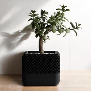 May include: A small green plant with a thick trunk in a black square planter with a geometric pattern. The planter has a solid black base.