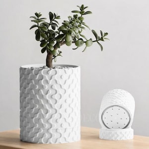 May include: White ceramic planter with a textured surface, featuring a small green plant with lush foliage. The planter has a unique design with a repeating pattern of rounded shapes.