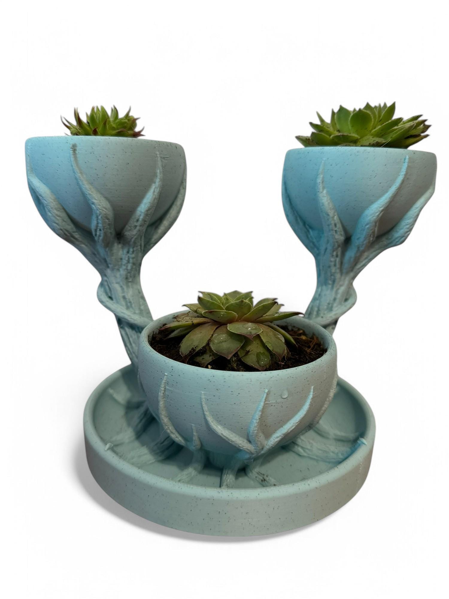Three Cupped Tree Branch Flower Pot, Unique Planter, Artistic Branch ...