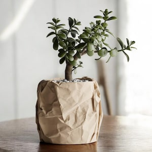 May include: A small green succulent plant in a brown paper pot. The pot is crumpled and has a rustic look.