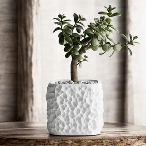 May include: A small jade plant in a textured white square pot. The plant has small, round green leaves and a brown trunk. The pot is filled with small white pebbles and sits on a wooden surface.