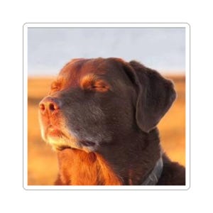 Cooked Dog Meme Stickers, Trendy Viral Stickers, TikTok Stickers, Meme Culture Stickers, Animal Stickers, Dog Stickers, Reaction Stickers