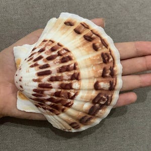 May include: A natural seashell with a fan-like shape, featuring a cream and brown mottled pattern. The shell has a textured surface and is held in a hand. This decorative item is perfect for beach-themed decor.