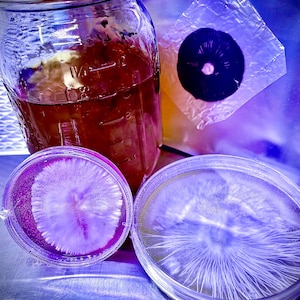 Gourmet and custom orders available.  For research and microscopy purposes only.