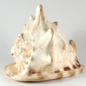 Grande decorazione a conchiglia/conchiglia/conchiglia di lumaca/antico fossile/decorazione per l'oceano/regalo per la spiaggia/decorazione per la spiaggia/decorazione naturale grande a forma di ammonite di lumaca di mare