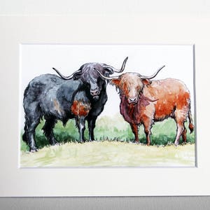 Two Scottish Highland Cows - art print
