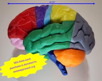 May include: A multi-colored anatomical brain model featuring red, purple, light blue, yellow, green, gray, orange, and pink sections. A blue arrow indicates a width of 4-3/4 inches. A yellow starburst contains the text: 15% from each purchase is donated to snowapproach.org.