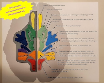 May include: An educational anatomical puzzle featuring colorful, shaped pieces representing cranial nerves. The board includes labels for the olfactory, optic, oculomotor, trochlear, abducens, trigeminal, facial, vestibulocochlear, glossopharyngeal, vagus, hypoglossal, and spinal accessory nerves.