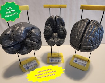 May include: Three dark gray anatomical brain models displayed on yellow stands with black support rods. Each model features detailed surface textures representing brain structures, with small white labels attached to the base of each stand.
