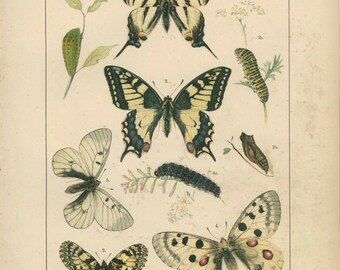 Antique Butterfly Print, Swallowtail, 1895, Lepidoptera Plate 1, Natural History, Kirby, Kappel, Deuchert, Slocombe
