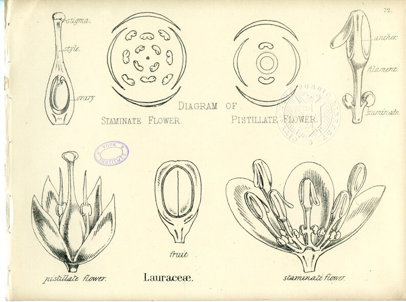 Green 187474 Vegetable Kingdom Flower Hand-colored Antique Botanical Print Frameable Nat History Thorny Olive Silver Thorn