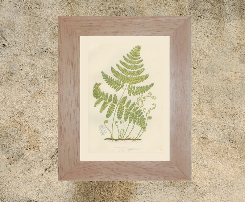 Country Cottage Chic Country Home Decor Rustic Botanical Art Rare Antique Fern Print Rigid Three Branched Polypody Fern 1889276
