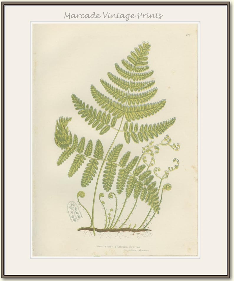Country Cottage Chic Country Home Decor Rustic Botanical Art Rare Antique Fern Print Rigid Three Branched Polypody Fern 1889276
