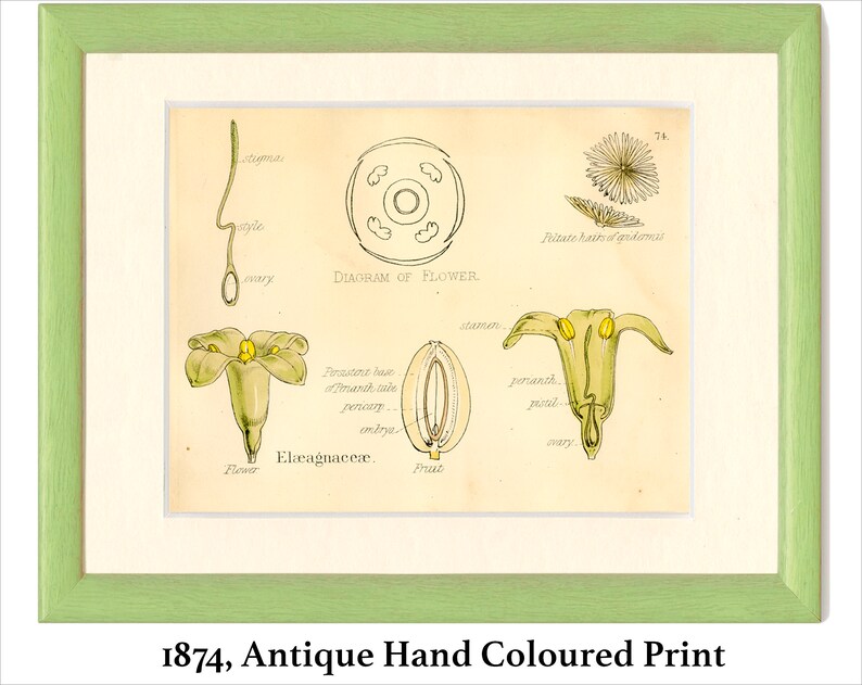 Green 187474 Vegetable Kingdom Flower Hand-colored Antique Botanical Print Frameable Nat History Thorny Olive Silver Thorn