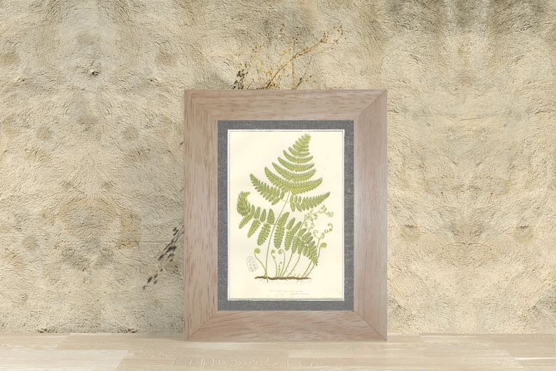 Country Cottage Chic Country Home Decor Rustic Botanical Art Rare Antique Fern Print Rigid Three Branched Polypody Fern 1889276