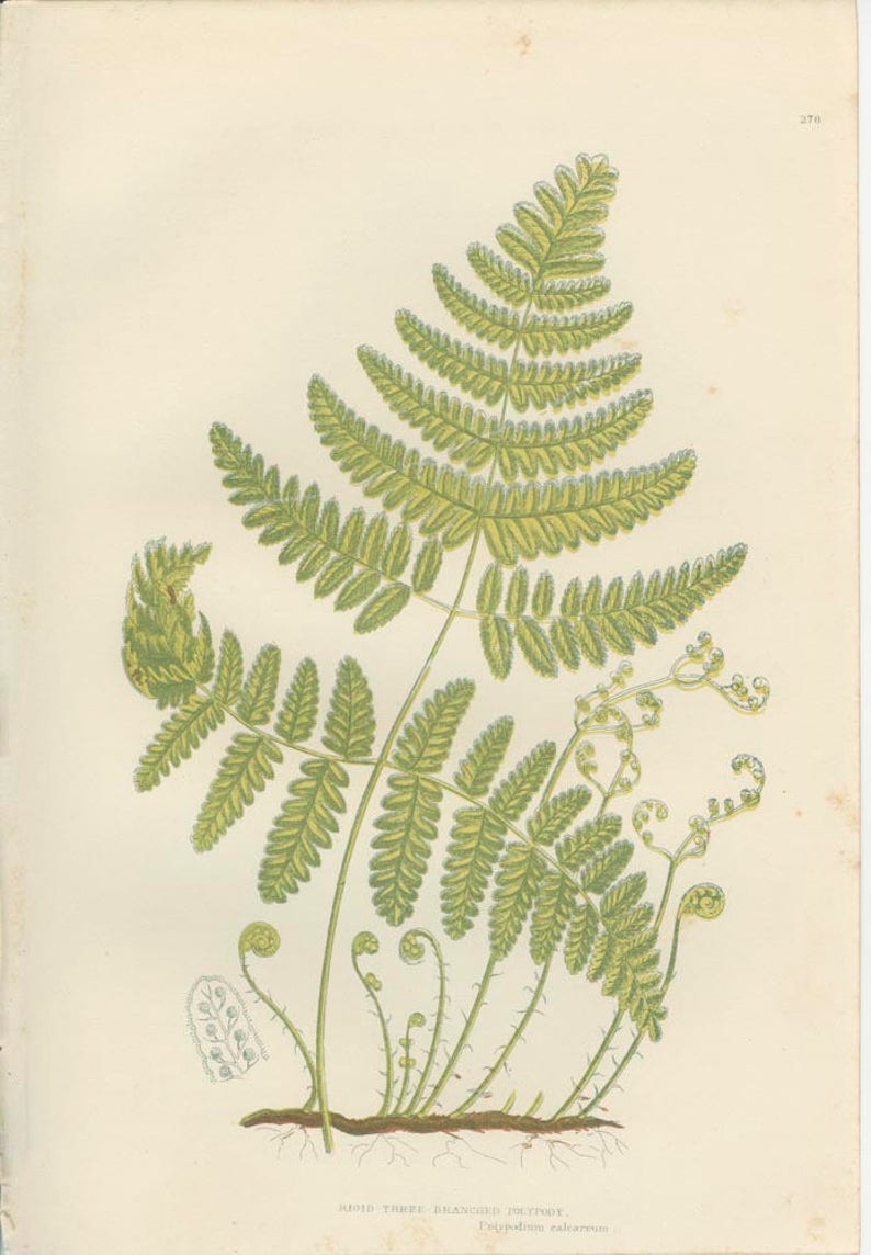 Country Cottage Chic Country Home Decor Rustic Botanical Art Rare Antique Fern Print Rigid Three Branched Polypody Fern 1889276