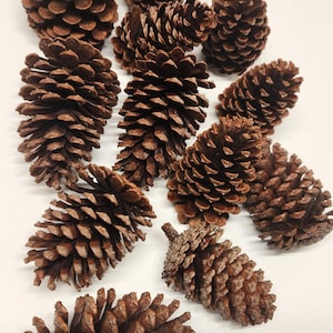 Natural Pinecones – Hand-Picked, Cleaned, Assorted Sizes
