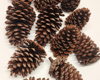 Natural Pinecones – Hand-Picked, Cleaned, Assorted Sizes