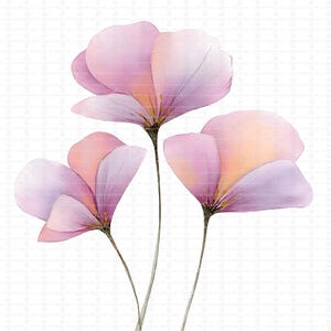 May include: Watercolor illustration of three delicate flowers in shades of pink, peach, and lavender. The petals are translucent, with fine details and subtle color gradients. The flowers have slender, brown stems against a white background.
