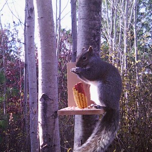 Corn on the Cob Squirrel Food for Squirrels, Birds, Rabbits, Deer ...