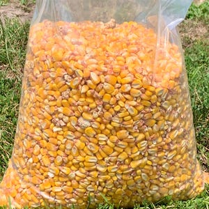 Shelled Whole Kernel Corn Premium Quality 10 lb bag Low Price Shipping Included