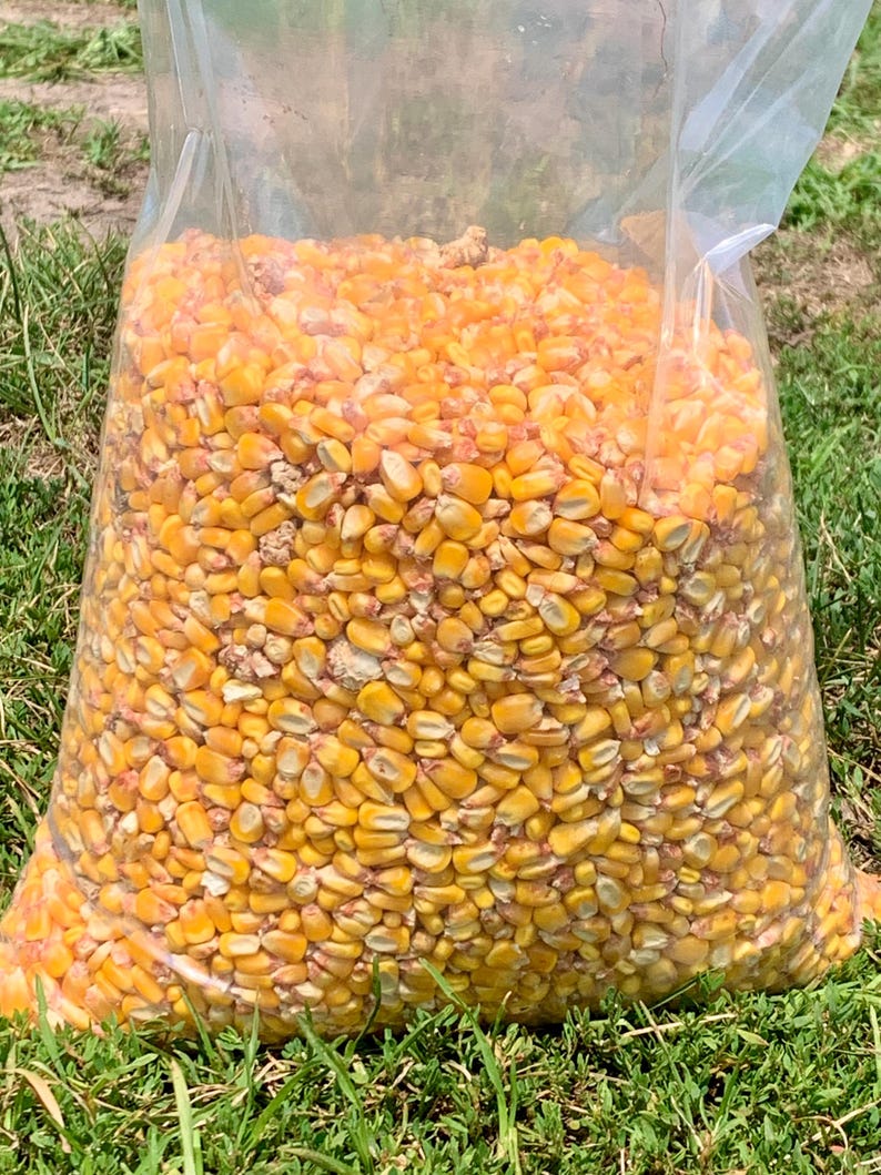Michigan Shelled Corn, Whole Kernel Animal Feed (10-15 Lb) - Etsy