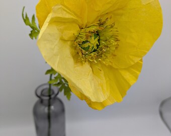Könnte beinhalten: Eine einzelne gelbe Mohnblume mit grünem Zentrum in einer grauen Glasvase.