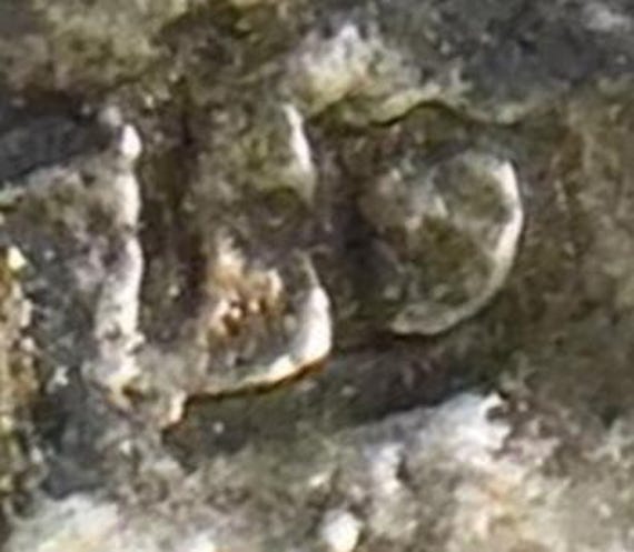 STERLING, Multi STONE Inlay 'Reptile' Native Amer… - image 9