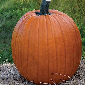 Jack-o-Lantern Pumpkin Seeds