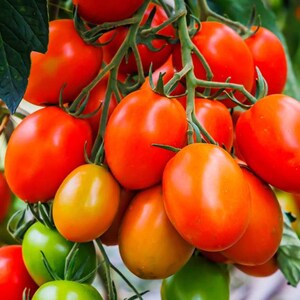 Organic Roma Tomato Seeds