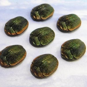 Puede incluir: Seis botones de color verde y marr&oacute;n con forma de escarabajo. Los botones tienen un acabado brillante e iridiscente.