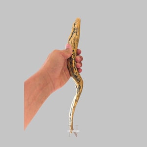May include: A handcrafted, curved wooden wand with a natural, textured appearance. The wand is primarily gold with dark brown streaks, held in a hand against a gray background. The wand's design suggests a magical or fantasy theme.