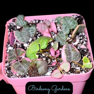 US SELLER Variegated String of Hearts  *Unrooted Cuttings* In 3 Inch Pot