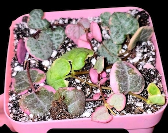 US SELLER Variegated String of Hearts  *Unrooted Cuttings* In 3 Inch Pot