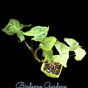 BirdsongGardensShop Syngonium Batik rooted plant 3 &quot; pot trailing plant
