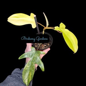 Philodendron Florida Beauty rooted plant 4&quot; pot