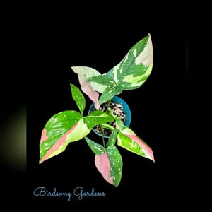 Tricolor Syngonium Red Spot Rooted plant